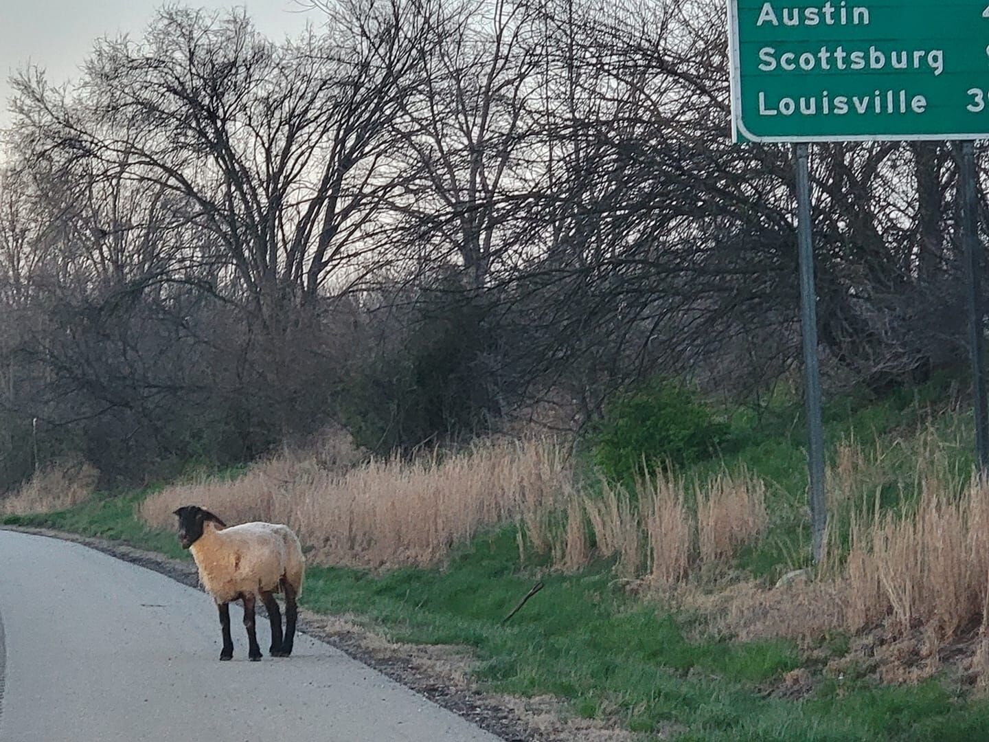 Indiana State Police find runaway sheep on roadway, searching for owner